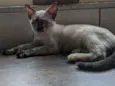 Gata filhote para do