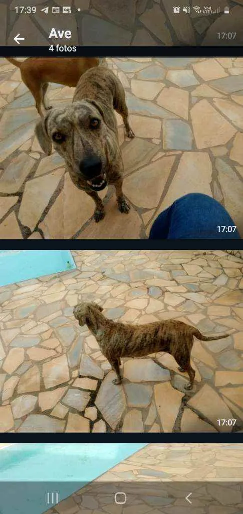 Cachorro raça Sr idade 3 anos nome Pantera
