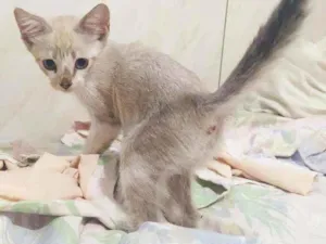 Gato raça Vira lata filhote idade 2 a 6 meses nome Doação gato filhote 