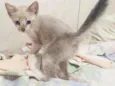 Doação gato filhote