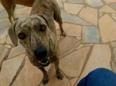 Cachorro raça Sr idade 3 anos nome Pantera