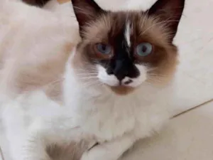 Gato raça Srd idade 7 a 11 meses nome Kitty Linda gatinha 