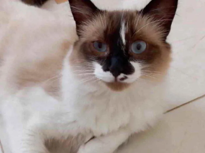 Gato raça Srd idade 7 a 11 meses nome Kitty Linda gatinha 