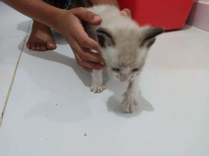 Gato raça Mestiço  idade Abaixo de 2 meses nome Não tem