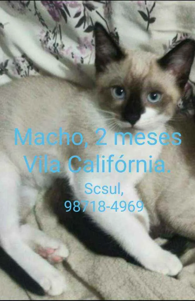Gato ra a  idade 2 a 6 meses nome Filhotes