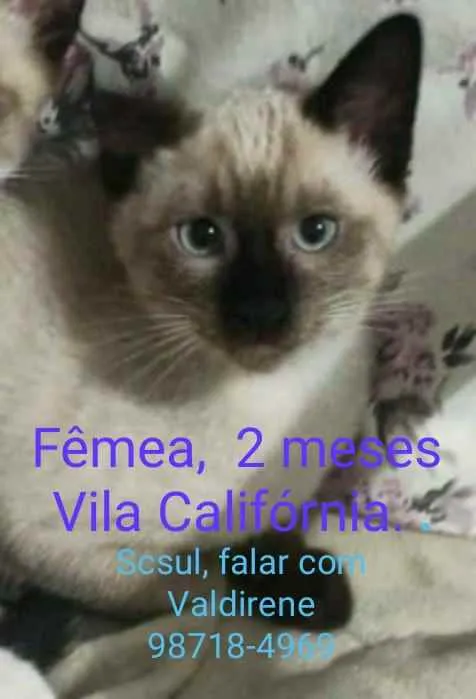 Gato ra a  idade 2 a 6 meses nome Filhotes