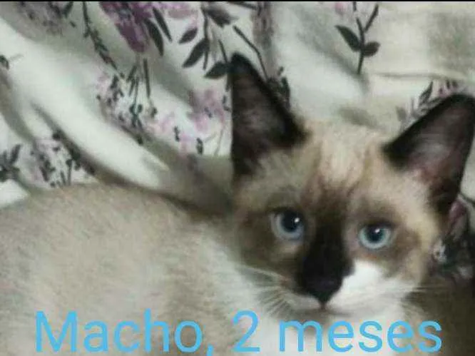 Gato ra a  idade 2 a 6 meses nome Filhotes