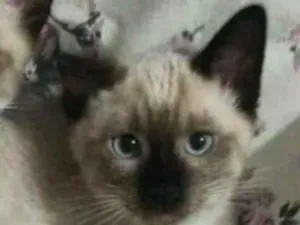 Gato raça  idade 2 a 6 meses nome Filhotes