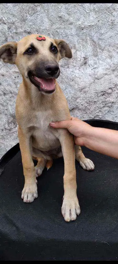 Cachorro raça SRD  idade 2 a 6 meses nome Lady