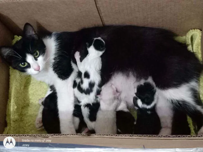 Gato ra a  idade Abaixo de 2 meses nome Filhotes