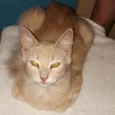 Penélope