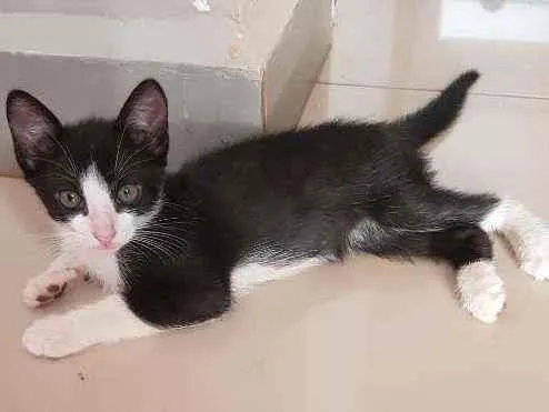 Gato ra a Vira lata idade Abaixo de 2 meses nome Sem nome