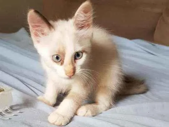 Gato ra a Vira lata idade Abaixo de 2 meses nome Sem nome
