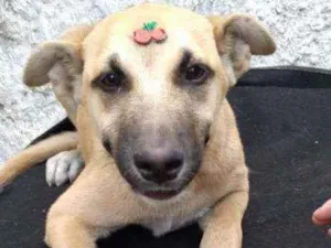 Cachorro raça SRD  idade 2 a 6 meses nome Lady