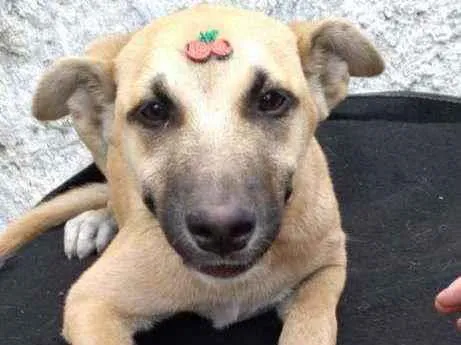 Cachorro raça SRD  idade 2 a 6 meses nome Lady