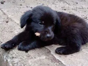 Cachorro raça mestiço a labrador idade Abaixo de 2 meses nome filhote