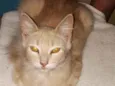 Penélope