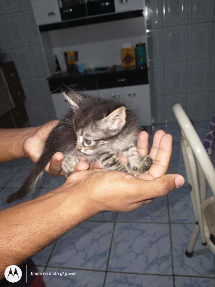 Gato ra a Vira lata idade 2 a 6 meses nome Sofia e seus filhote