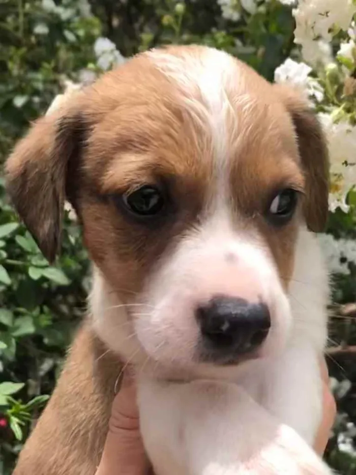 Cachorro raça SRD idade Abaixo de 2 meses nome Sem nome
