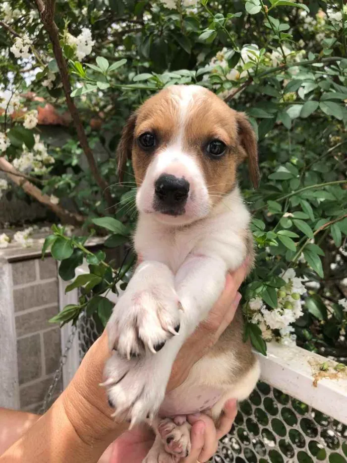 Cachorro raça SRD idade Abaixo de 2 meses nome Sem nome