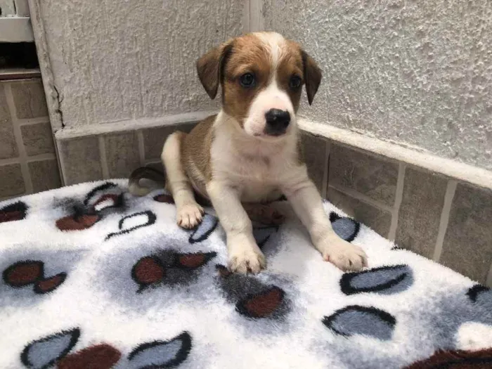 Cachorro raça SRD idade Abaixo de 2 meses nome Sem nome