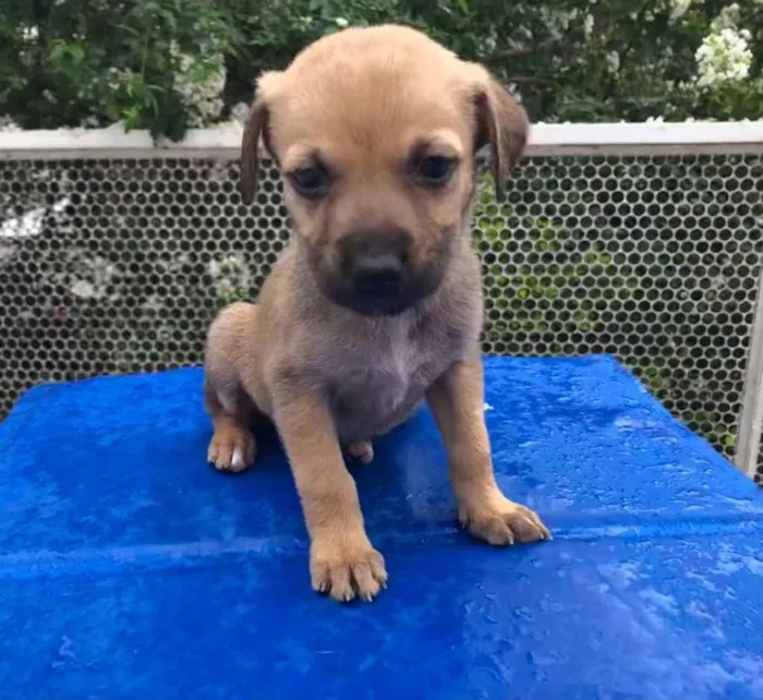 Cachorro raça SRD  idade Abaixo de 2 meses nome Sem Nome