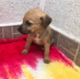 Cachorro raça SRD  idade Abaixo de 2 meses nome Sem Nome