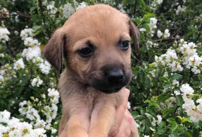 Cachorro raça SRD  idade Abaixo de 2 meses nome Sem Nome