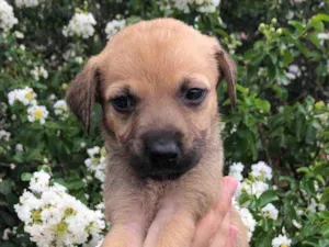 Cachorro raça SRD  idade Abaixo de 2 meses nome Sem Nome