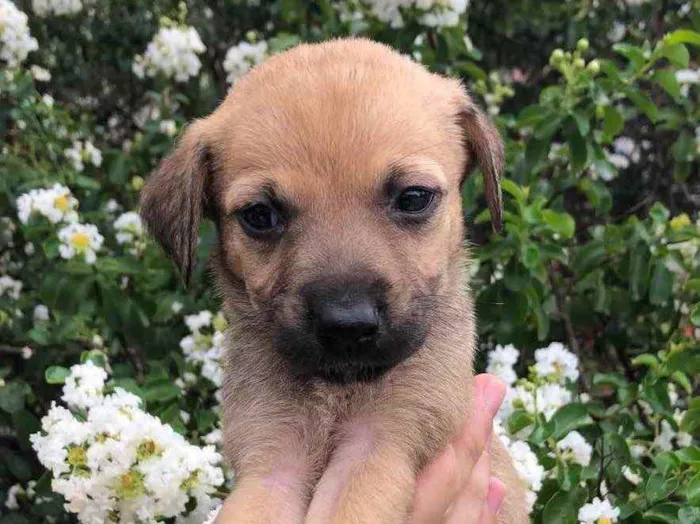 Cachorro raça SRD  idade Abaixo de 2 meses nome Sem Nome