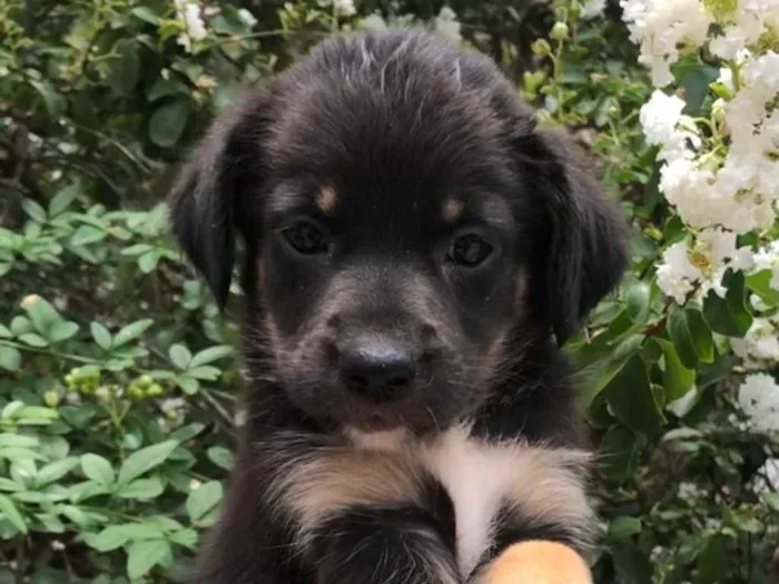 Cachorro raça SRD idade Abaixo de 2 meses nome Sem Nome