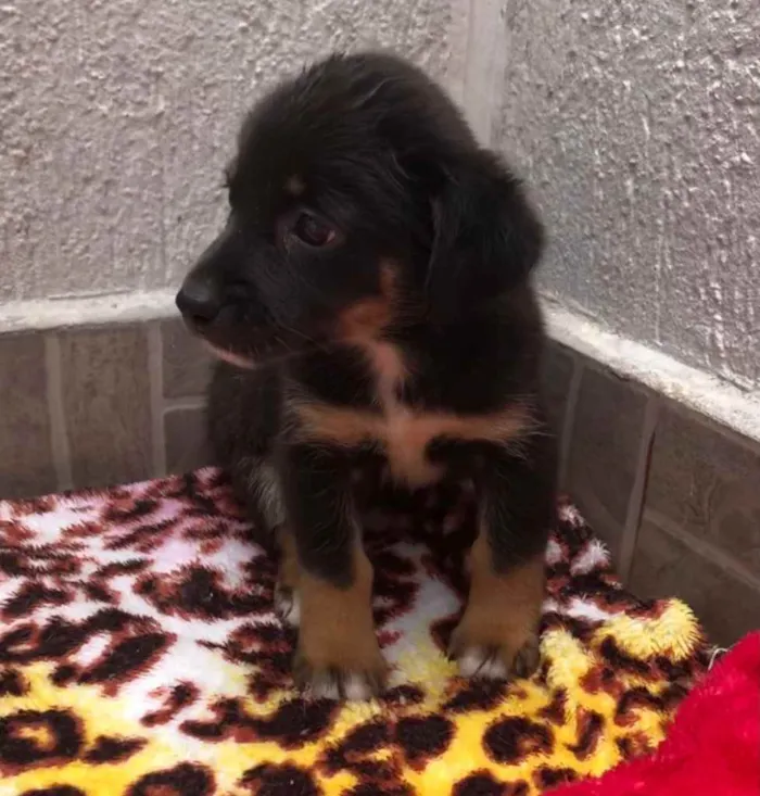 Cachorro raça SRD idade Abaixo de 2 meses nome Sem Nome