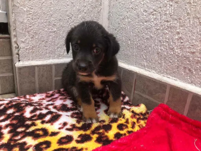 Cachorro raça SRD idade Abaixo de 2 meses nome Sem Nome