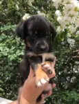 Cachorro raça SRD idade Abaixo de 2 meses nome Sem Nome