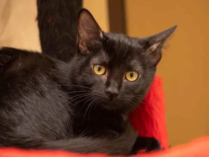 Gato raça SRD idade 2 a 6 meses nome Mabel