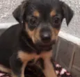 Cachorro raça SRD  idade Abaixo de 2 meses nome Sem nome