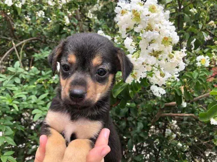 Cachorro raça SRD  idade Abaixo de 2 meses nome Sem nome