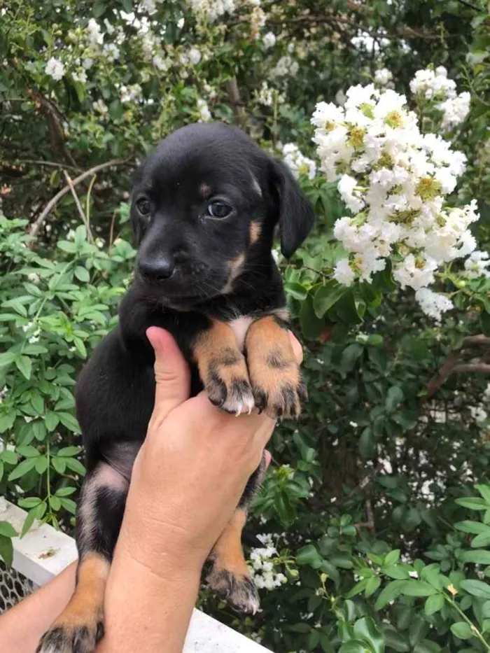 Cachorro raça SRD idade Abaixo de 2 meses nome Sem Nome