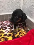 Cachorro raça SRD idade Abaixo de 2 meses nome Sem Nome