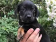 Cachorro raça SRD idade Abaixo de 2 meses nome Sem Nome