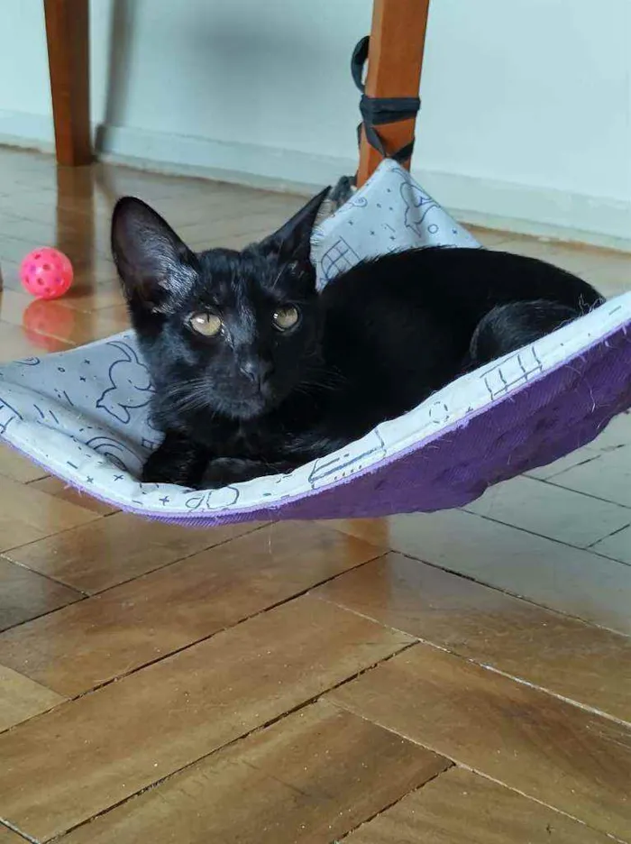 Gato raça SRD idade 2 a 6 meses nome Boxter