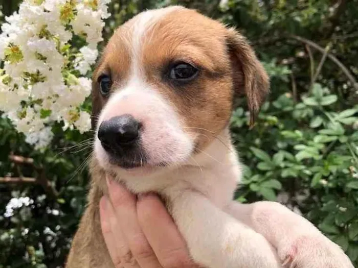 Cachorro raça SRD idade Abaixo de 2 meses nome Sem nome
