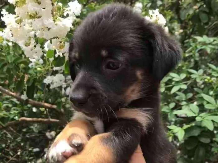 Cachorro raça SRD idade Abaixo de 2 meses nome Sem Nome