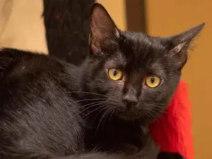 Gato raça SRD idade 2 a 6 meses nome Mabel