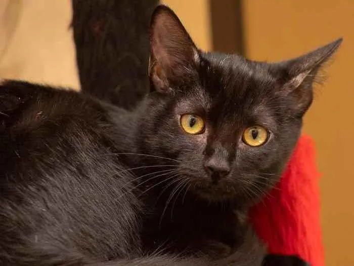 Gato raça SRD idade 2 a 6 meses nome Mabel