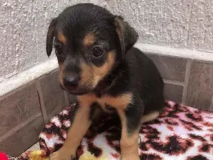 Cachorro raça SRD  idade Abaixo de 2 meses nome Sem nome