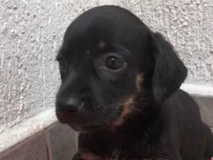 Cachorro raça SRD idade Abaixo de 2 meses nome Sem Nome