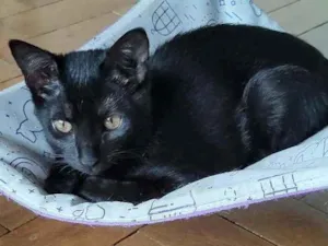 Gato raça SRD idade 2 a 6 meses nome Boxter