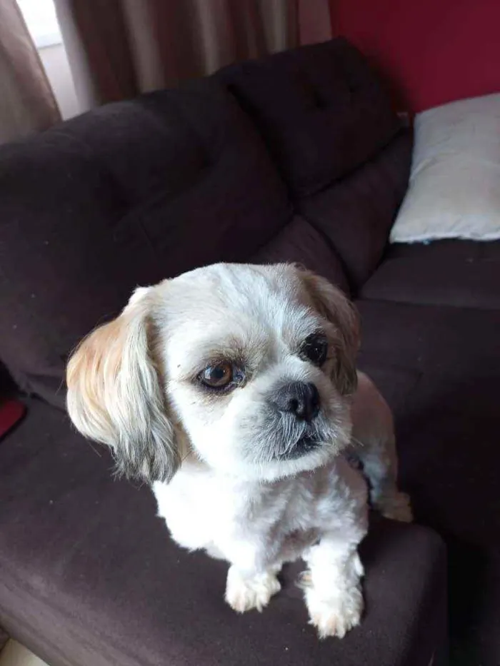 Cachorro ra a Shitzo idade 1 ano nome Tino