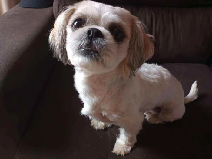 Cachorro ra a Shitzo idade 1 ano nome Tino